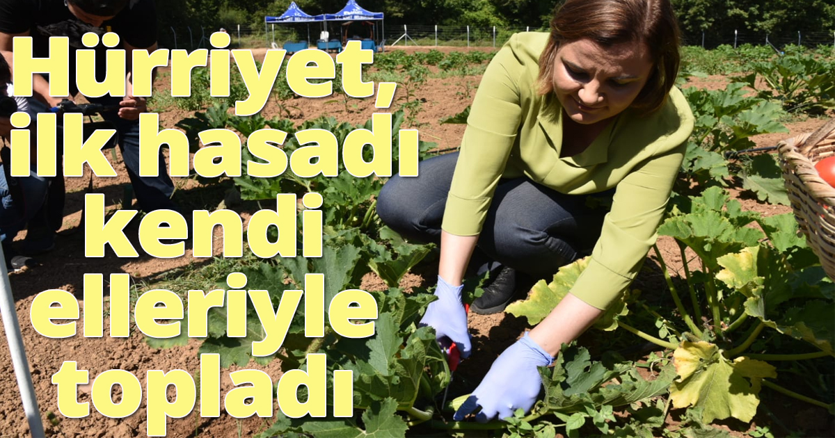 Hürriyet ilk hasadı kendi elleriyle topladı