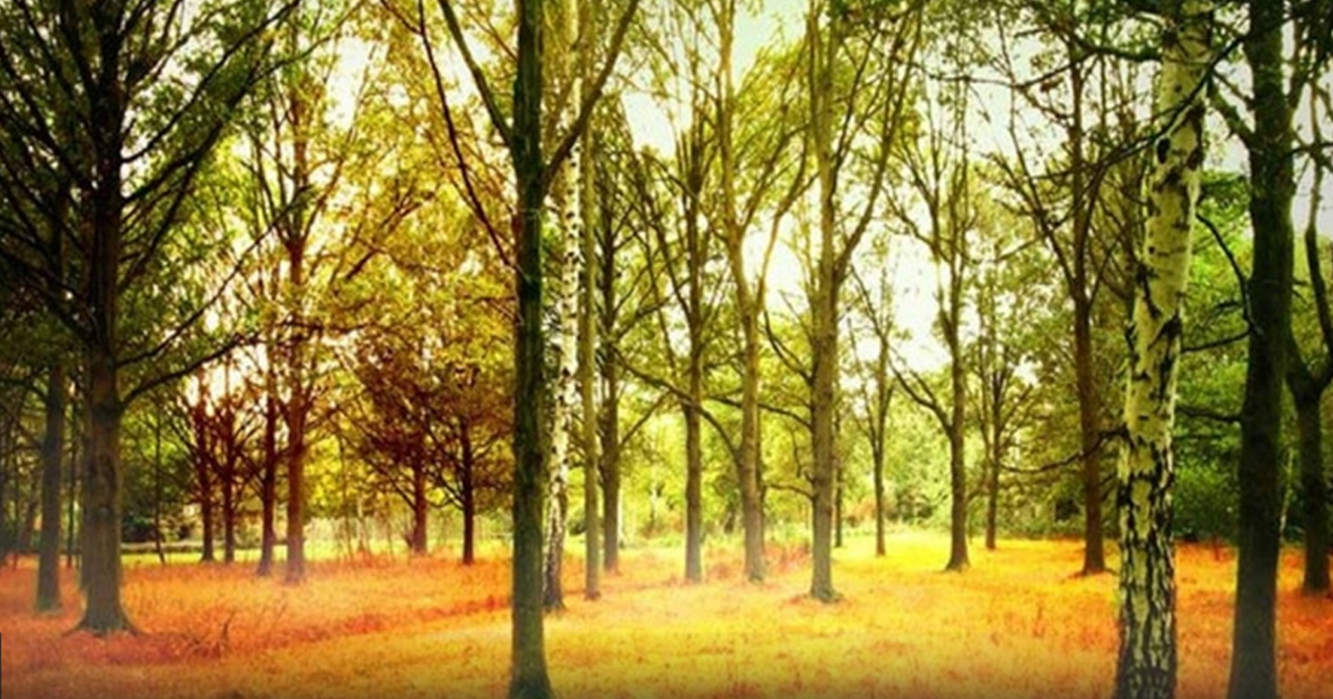 Ormanlık alanlara girişler yasaklandı 