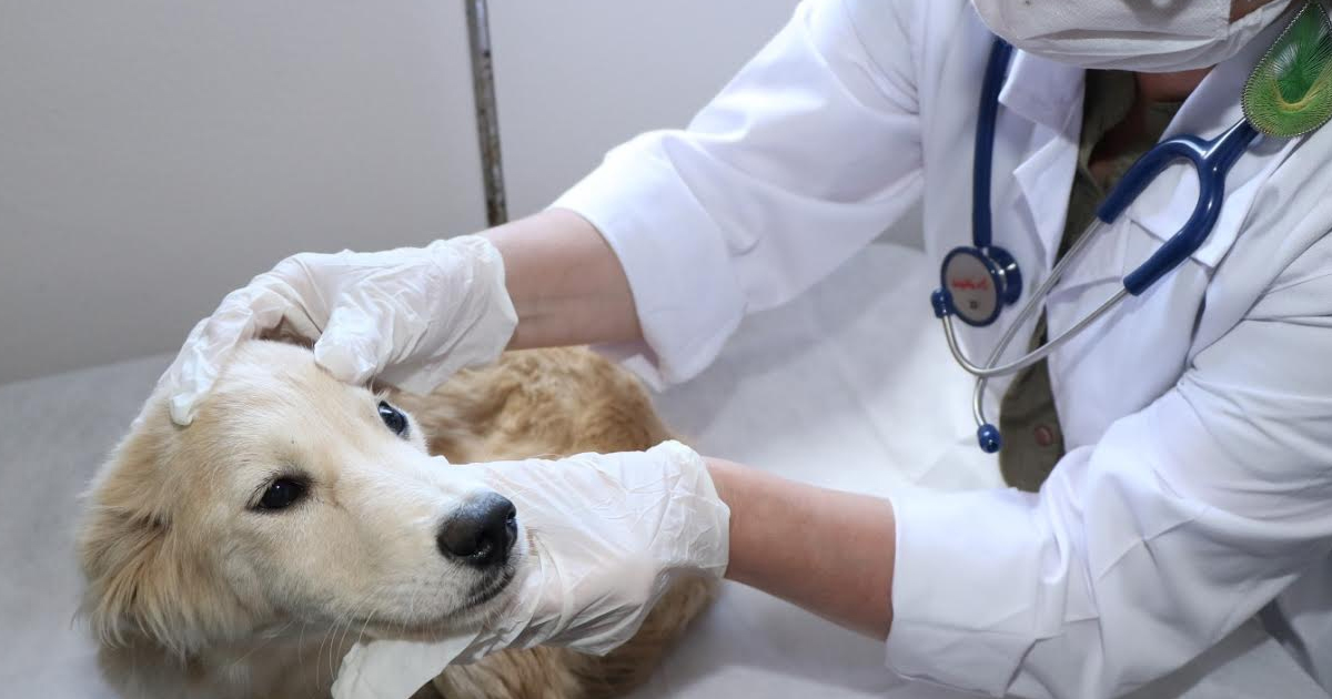  3 bin 341 yaralı sokak hayvanı tedavi edildi