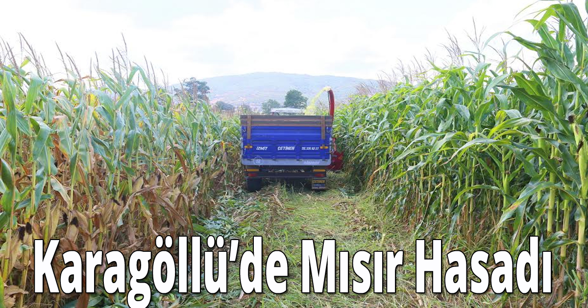 Karagöllü’de Mısır Hasadı
