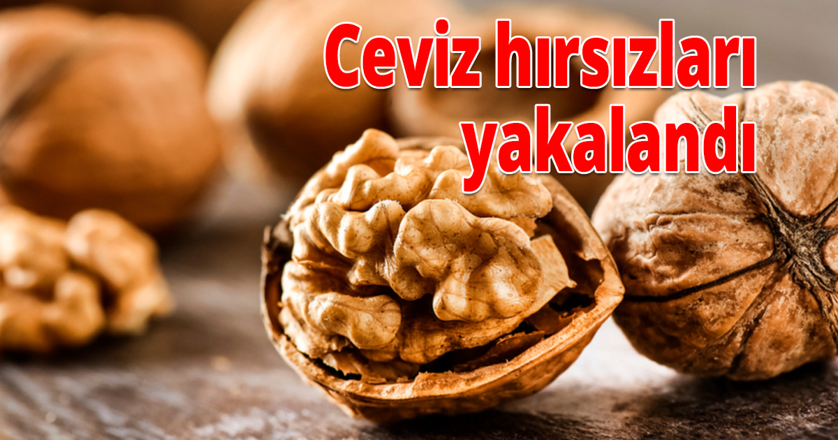 Ceviz hırsızları yakalandı