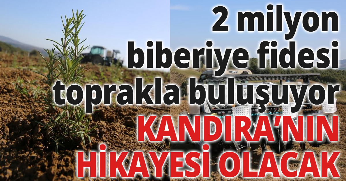 2 milyon biberiye fidesi toprakla buluşuyor