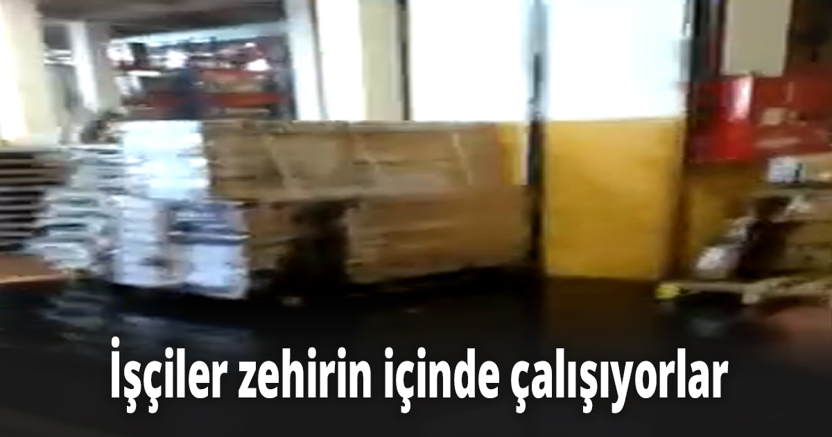 İşçiler zehirin içinde çalışıyorlar