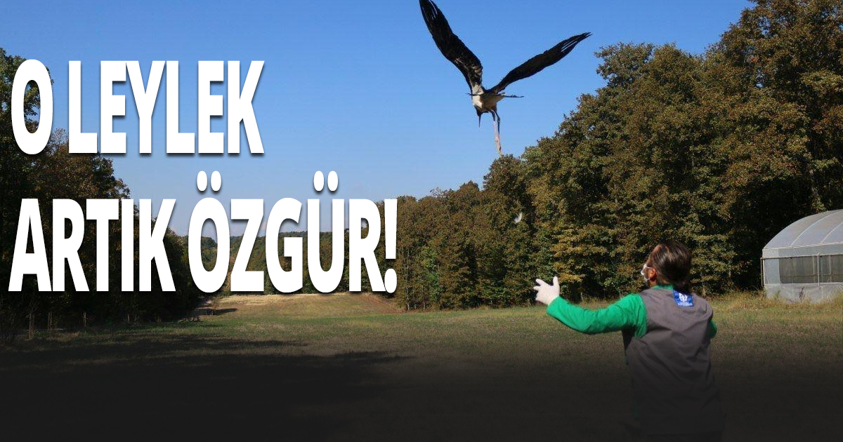 O leylek artık özgür!