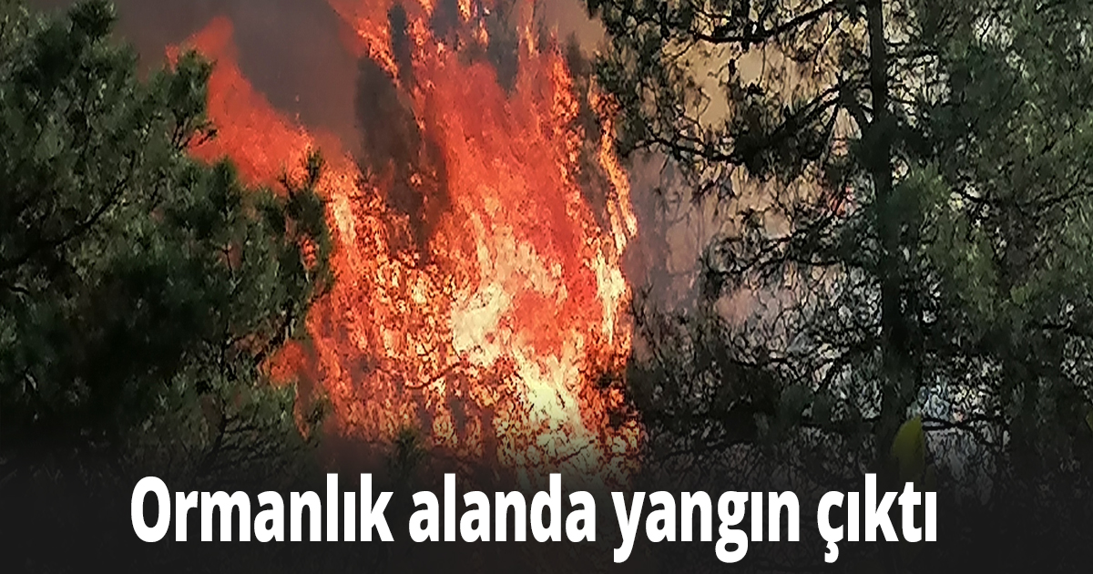 Ormanlık alanda yangın çıktı