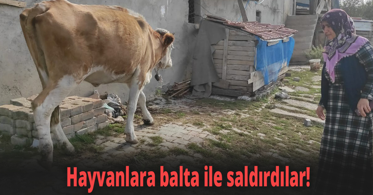 Hayvanlara balta ile saldırdılar!