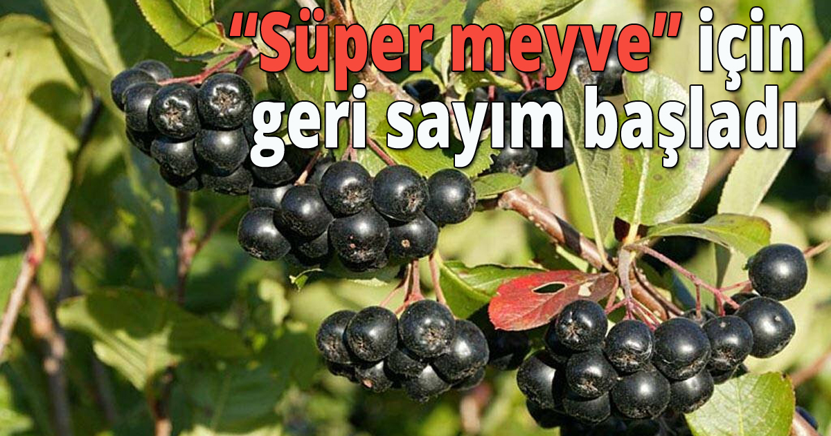 'Süper meyve' için geri sayım başladı