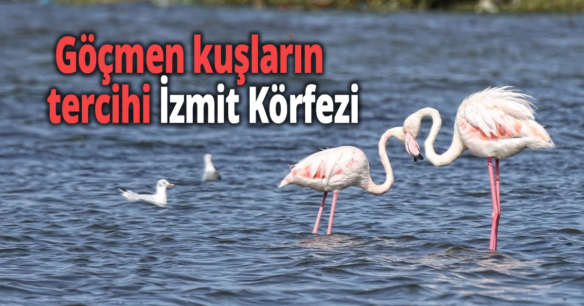  Göçmen kuşların tercihi İzmit Körfezi