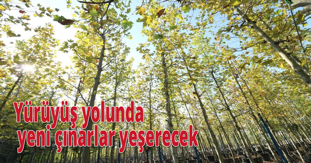 Yürüyüş yolunda yeni çınarlar yeşerecek