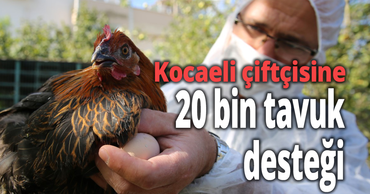 Kocaeli çiftçisine 20 bin tavuk desteği