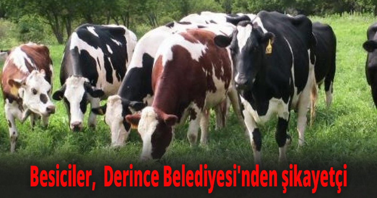 Besiciler,  Derince Belediyesi'nden şikayetçi