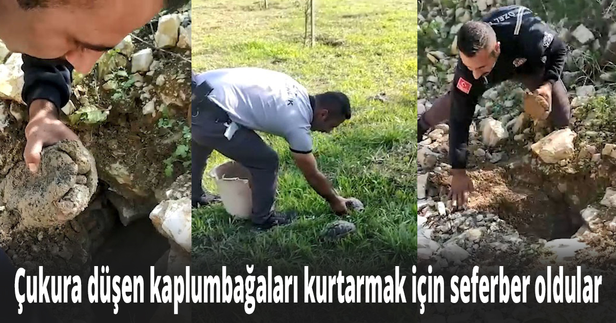 Çukura düşen kaplumbağaları kurtarmak için seferber oldular