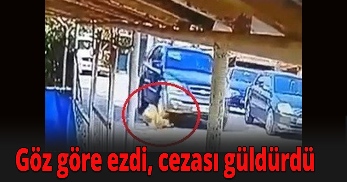 Sokak ortasındaki köpeği göz göre ezen sürücüye ceza!