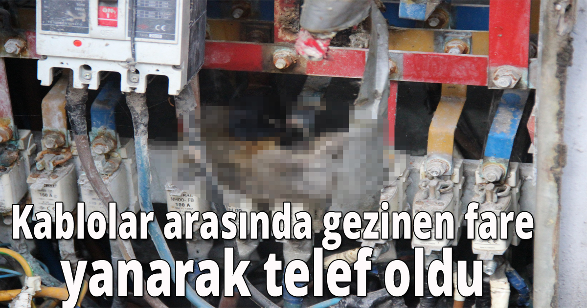Kablolar arasında gezinen fare yanarak telef oldu