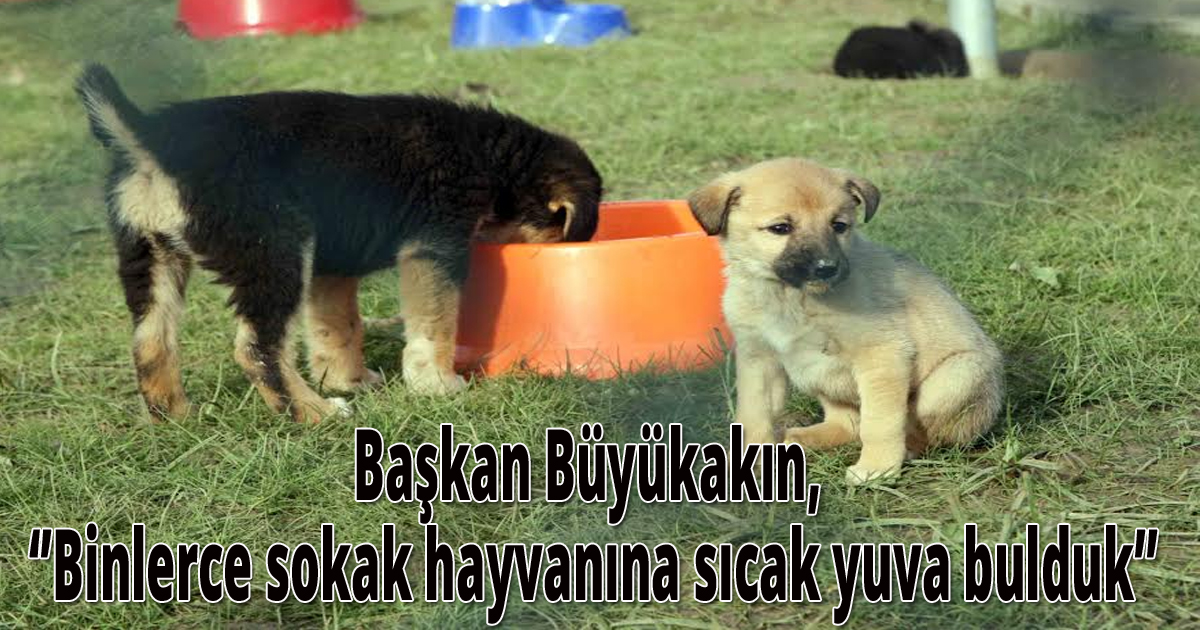 Başkan Büyükakın, 'Binlerce sokak hayvanına sıcak yuva bulduk'