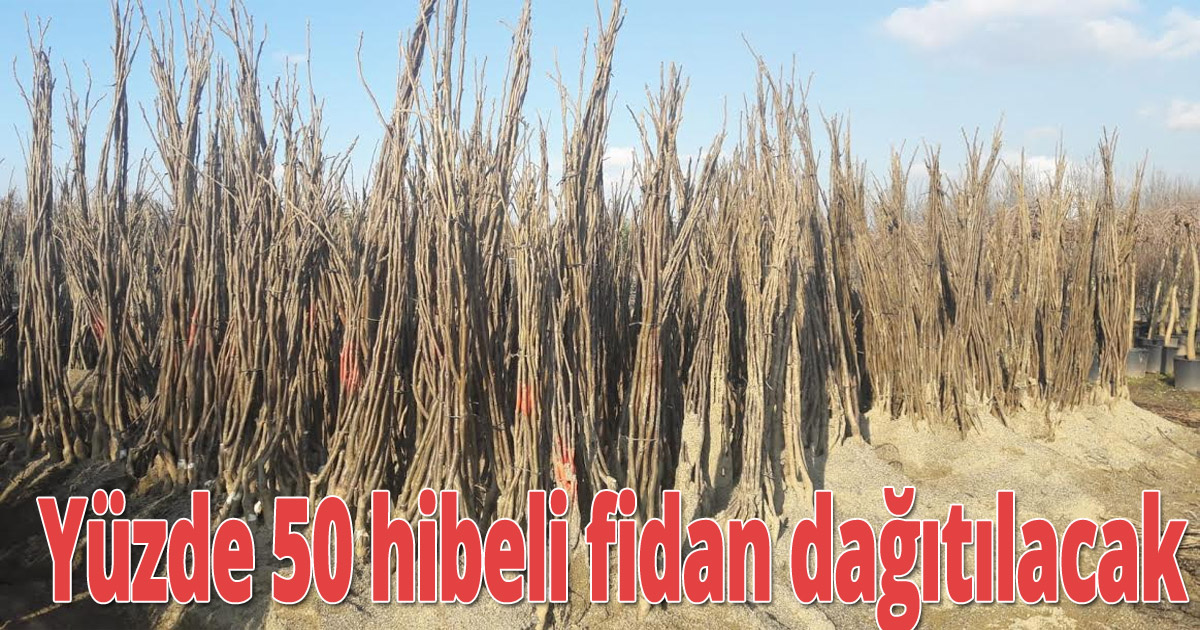 Yüzde 50 hibeli fidan dağıtılacak