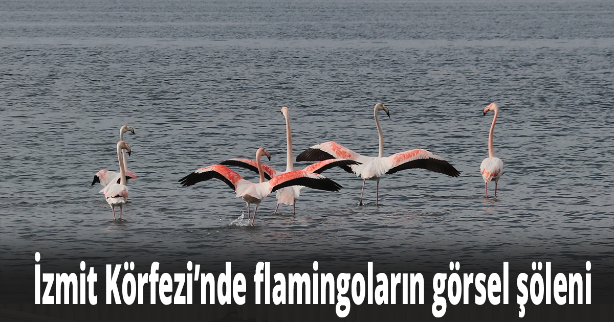İzmit Körfezi’nde flamingoların görsel şöleni