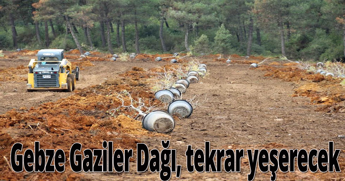 Gebze Gaziler Dağı, Büyükşehir fidanları ile yeşerecek