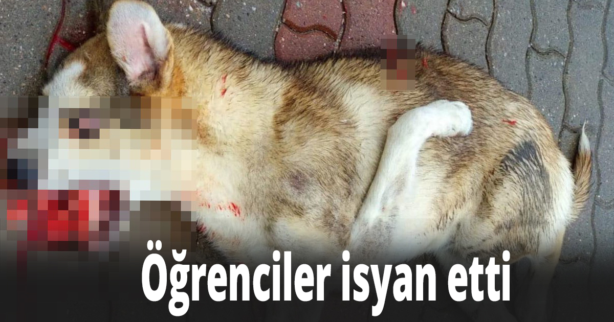 Üniversite personelinin aracıyla ezdiği iddia edilen köpeğin ölümüne öğrencilerden tepki