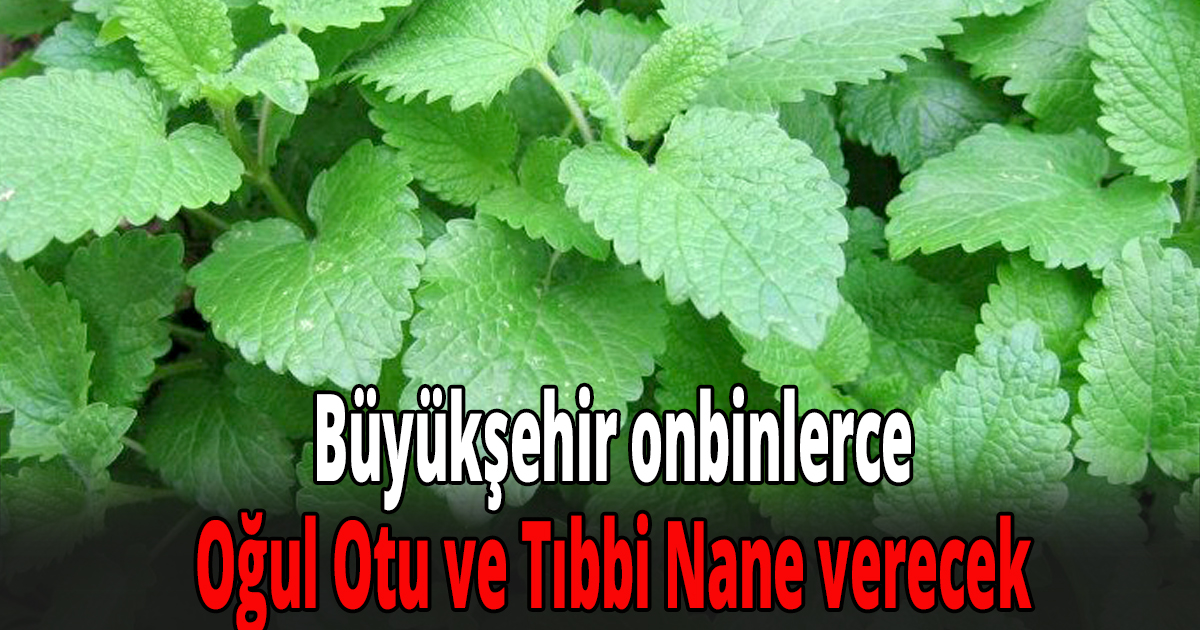 Büyükşehir onbinlerce Oğul Otu ve Tıbbi Nane verecek