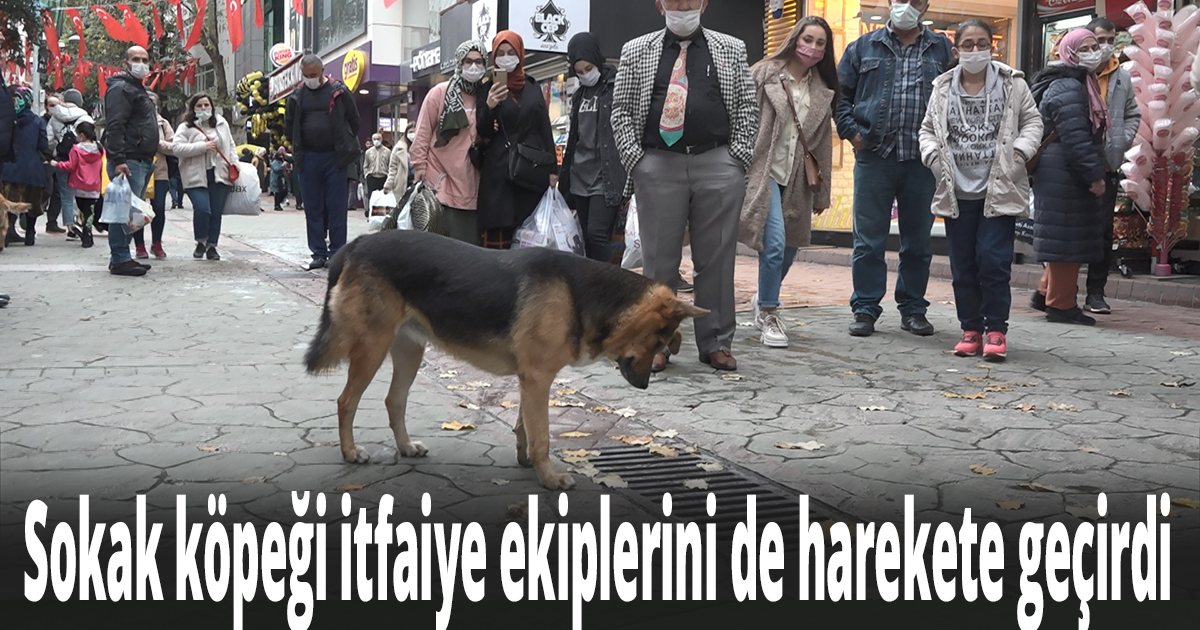 Merak konusu olan sokak köpeği itfaiye ekiplerini de harekete geçirdi