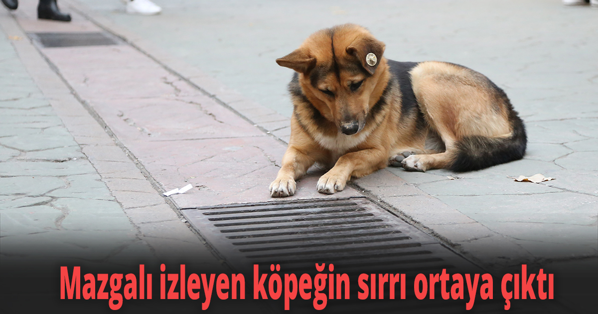 Mazgalı izleyen köpeğin sırrı ortaya çıktı