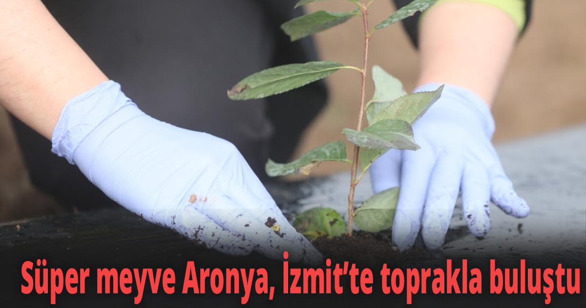 Süper meyve Aronya, İzmit’te toprakla buluştu