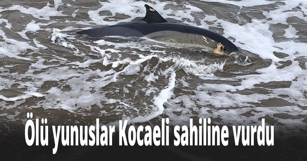 Ölü yunuslar Kocaeli sahiline vurdu 