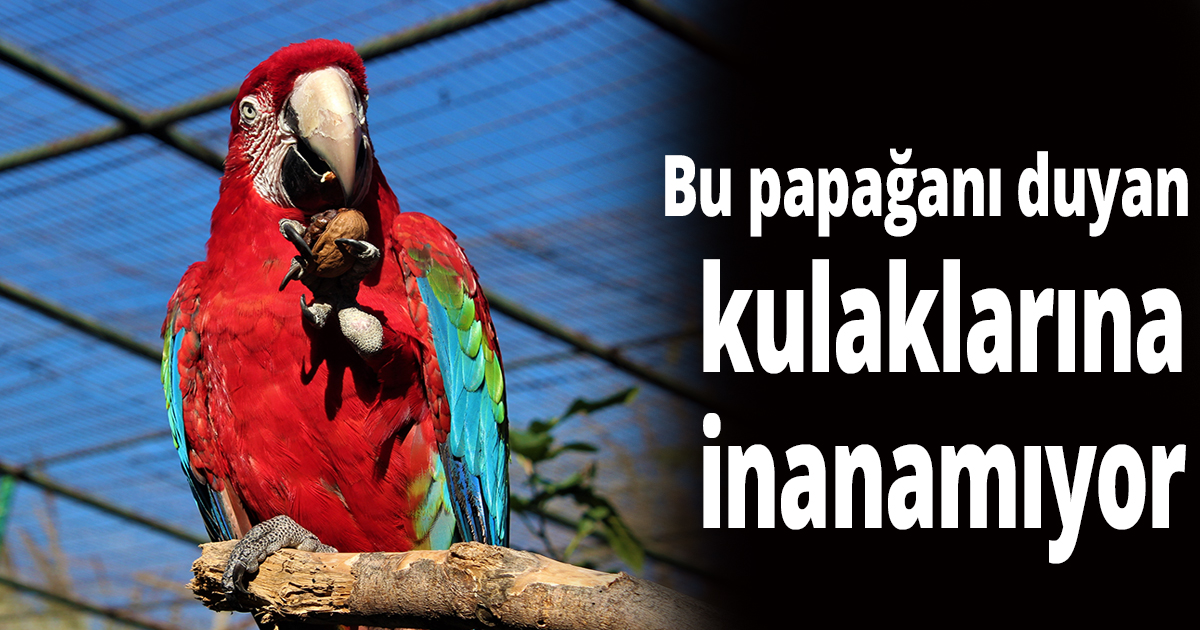 Bu papağanı duyan kulaklarına inanamıyor