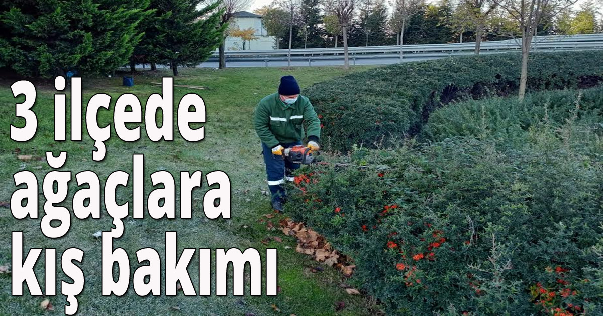 3 ilçede ağaçlara kış bakımı