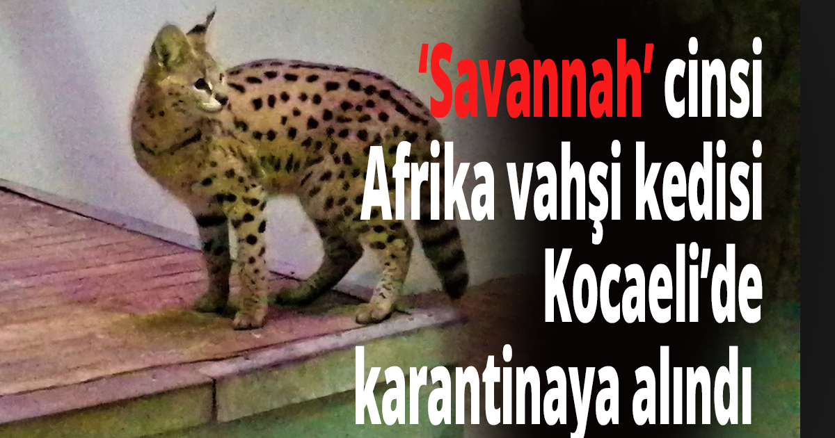 Afrika vahşi kedisi Kocaeli’de karantinaya alındı