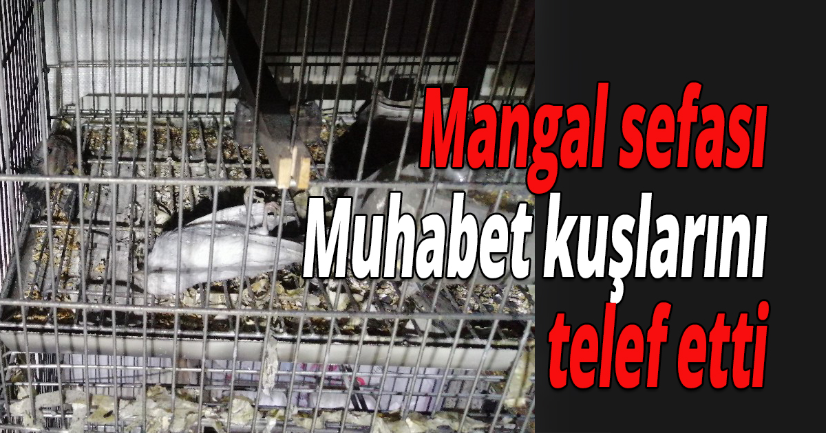Mangal sefası kuşları telef etti