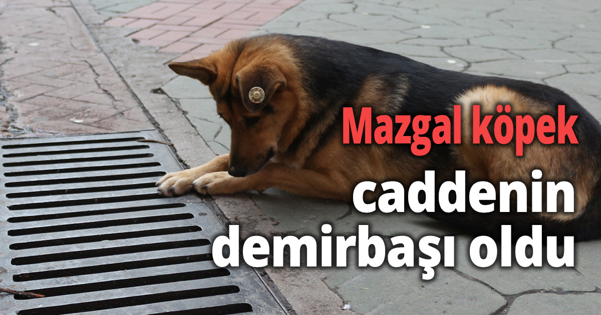 Mazgal köpek caddenin demirbaşı oldu