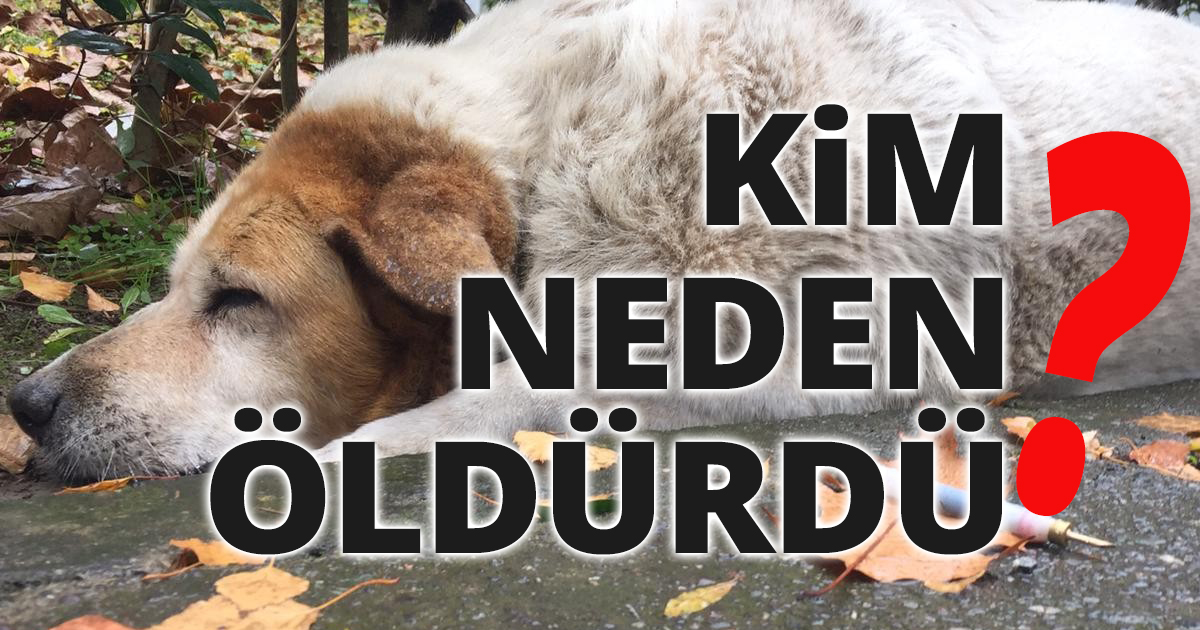 Kim neden öldürdü?