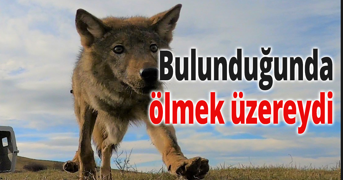 Bulunduğunda ölmek üzereydi
