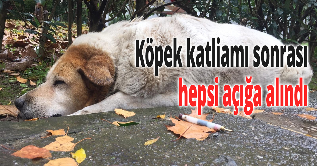 Köpek katliamı sonrası hepsi açığa alındı