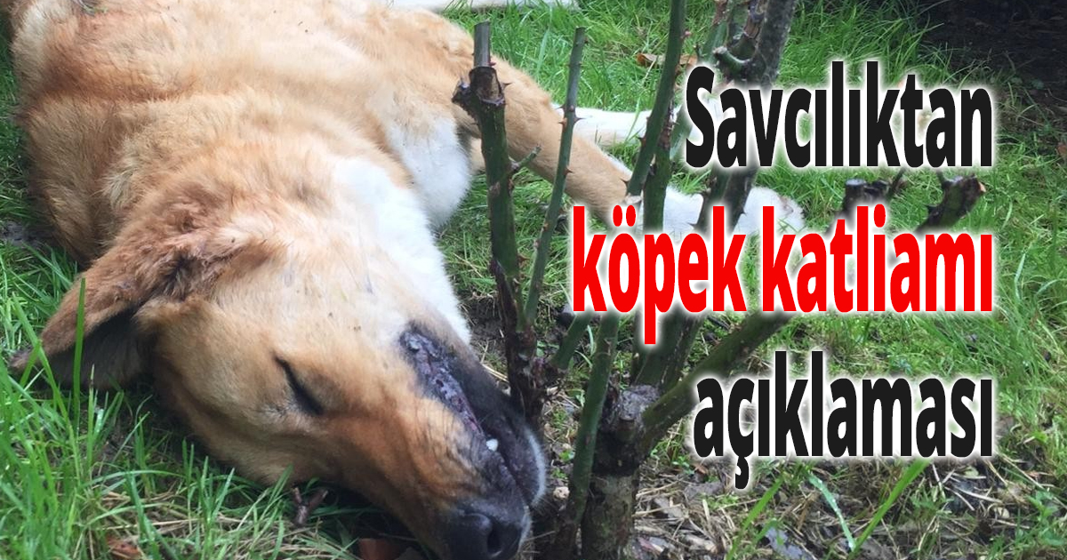 Savcılıktan köpek katliamı ile ilgili açıklama