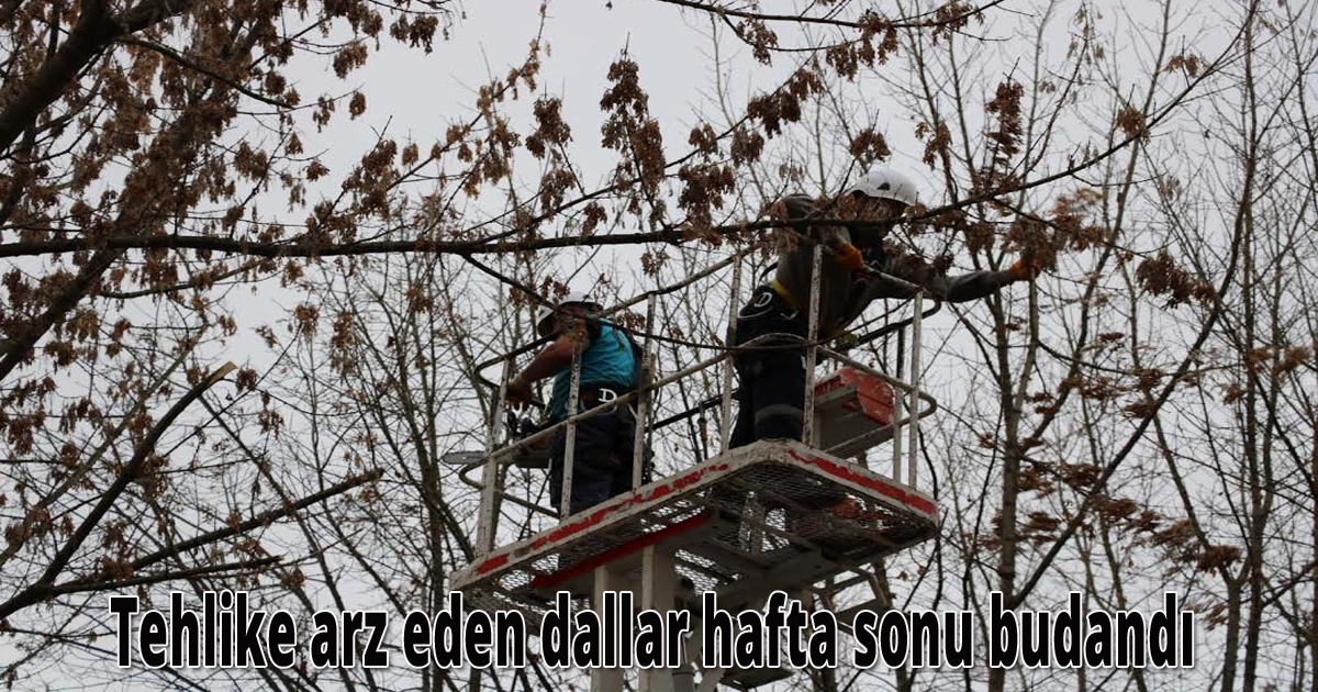  Tehlike arz eden dallar hafta sonu budandı