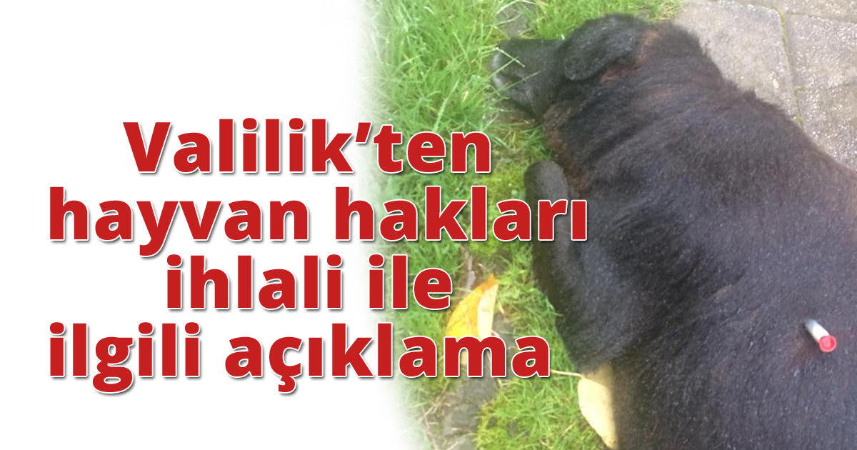 Valilik'ten hayvan hakları ihlali ile ilgili açıklama 