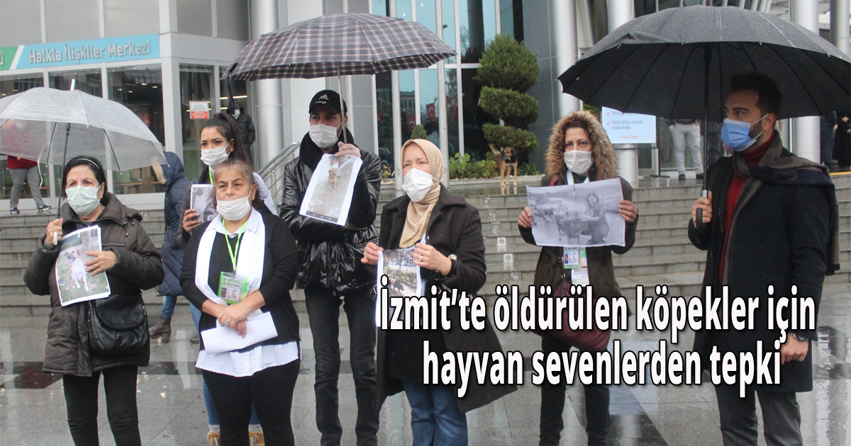 İzmit’te öldürülen köpekler için hayvan sevenlerden tepki