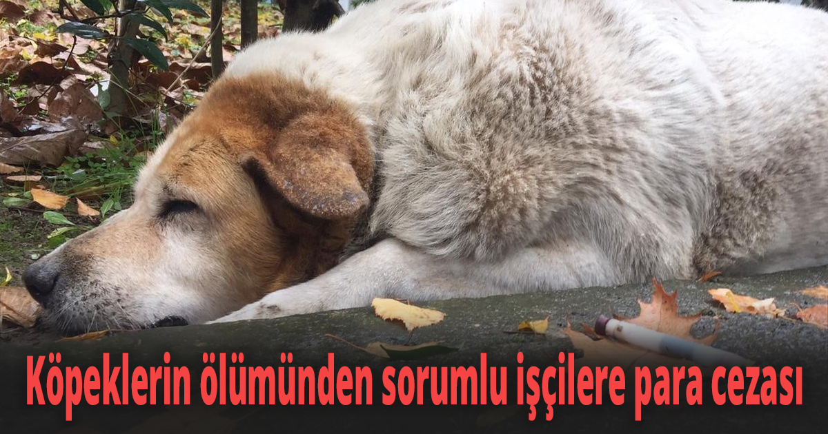 İzmit’te köpeklerin ölümünden sorumlu işçilere para cezası