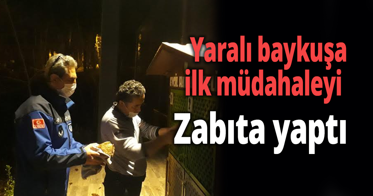  Yaralı baykuşa ilk müdahaleyi Zabıta yaptı