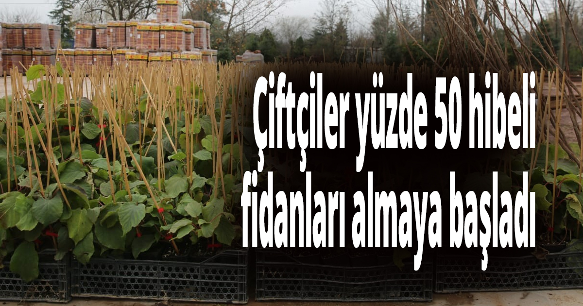  Çiftçiler yüzde 50 hibeli fidanları almaya başladı