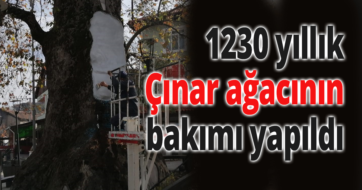 1230 yıllık Çınar ağacının bakımı yapıldı