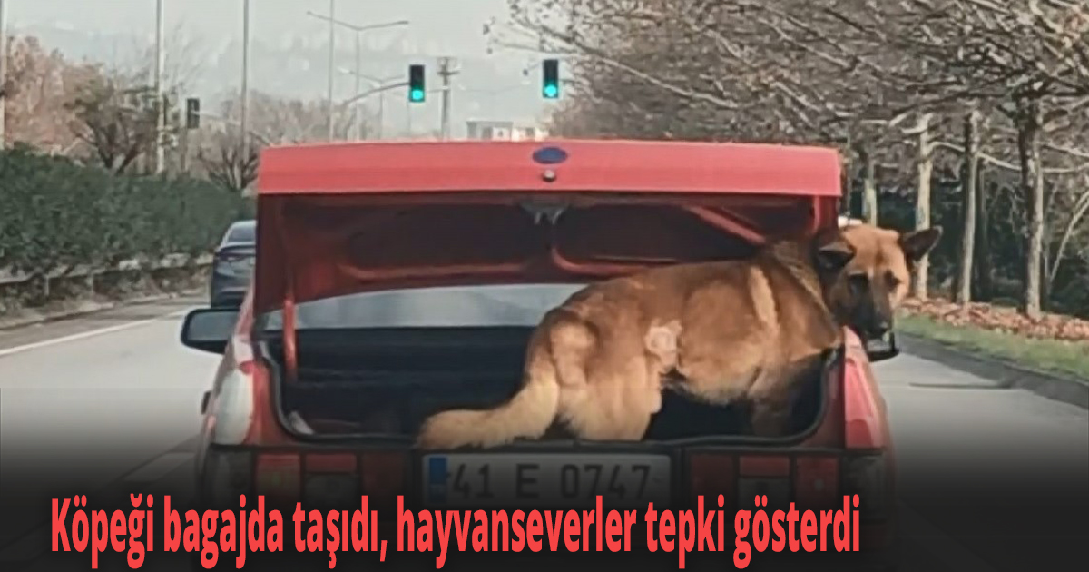 Köpeği bagajda taşıdı, hayvanseverler tepki gösterdi