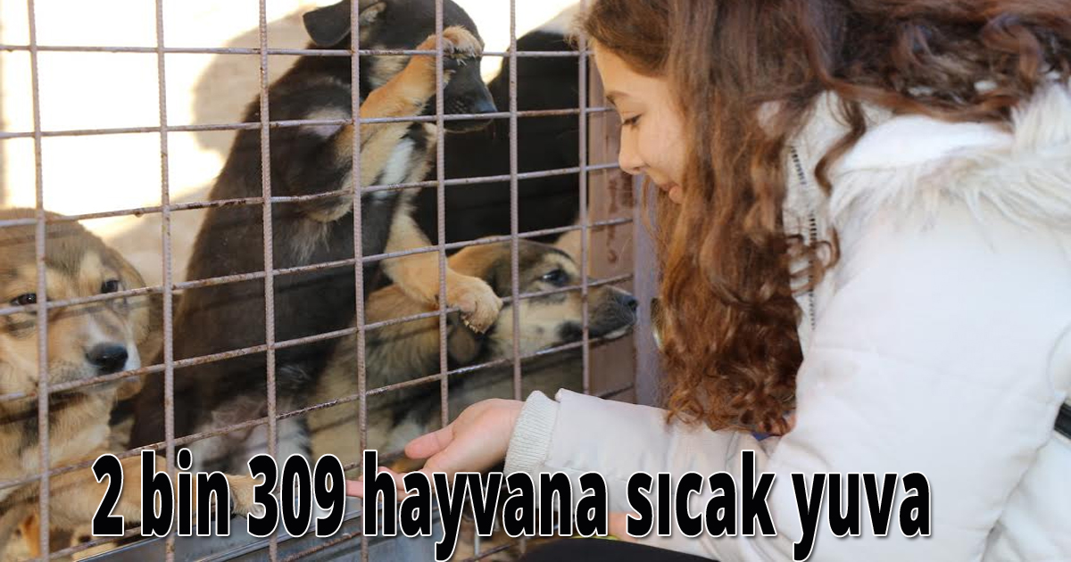 2020’de 2 bin 309 sokak hayvanı sıcak yuvaya kavuştu