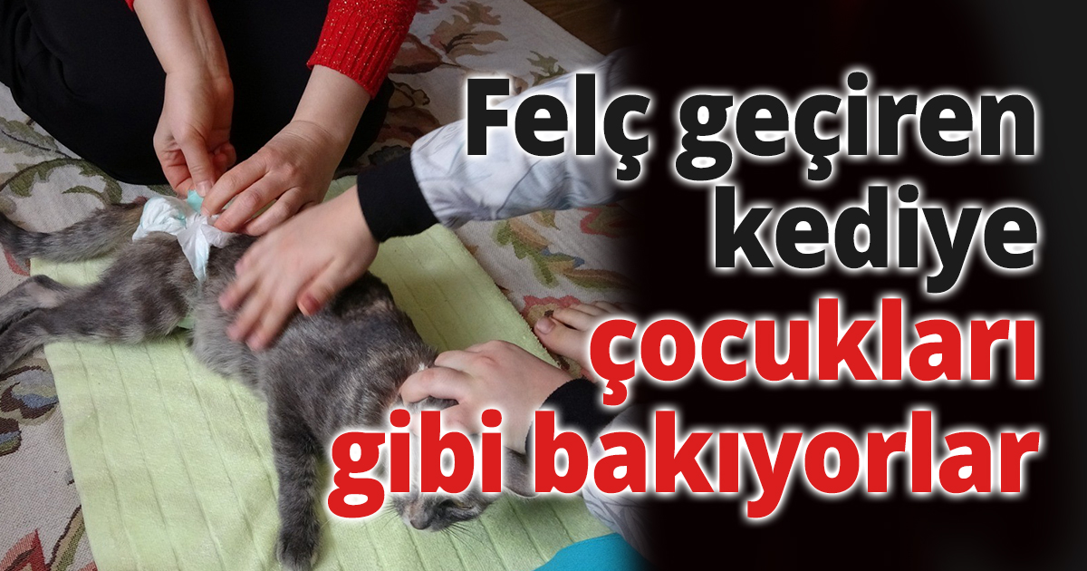 Veterinerleri uyutalım dedi, kediyi yaşatmak için mücadele ediyor