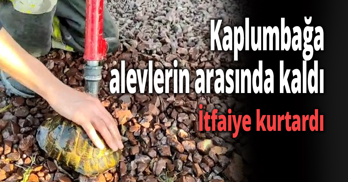 Kaplumbağa alevlerin arasında kaldı
