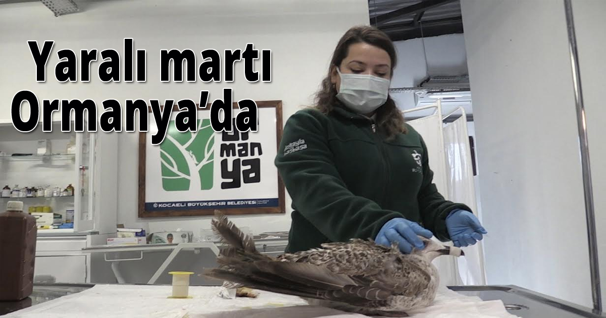     Yaralı martı Ormanya’da
