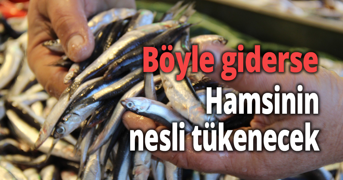 Böyle giderse hamsinin nesli tükenir